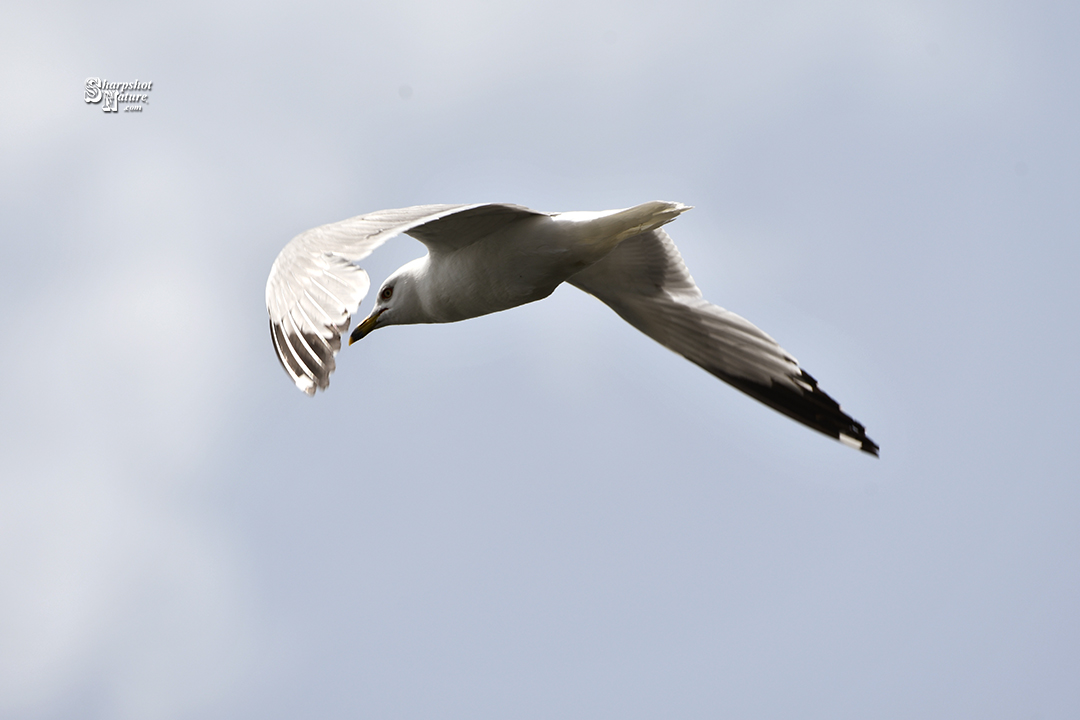 Gull