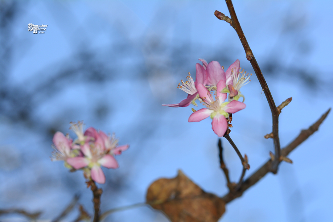 Fall Blossoms????