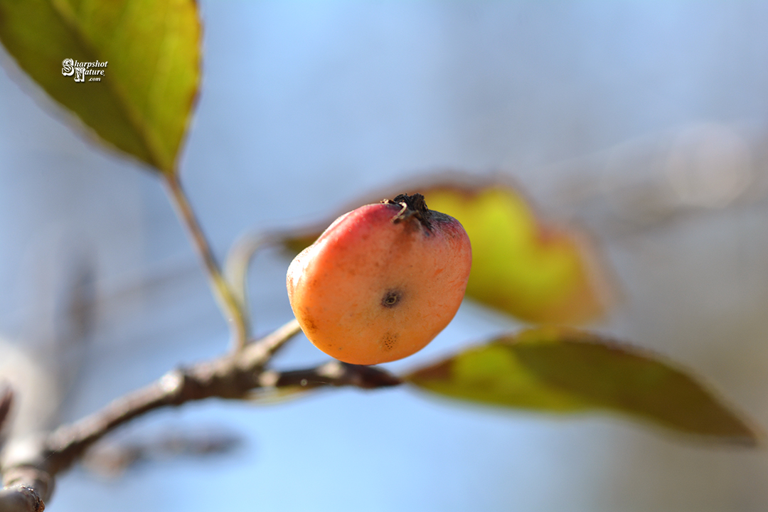 Crab-apple