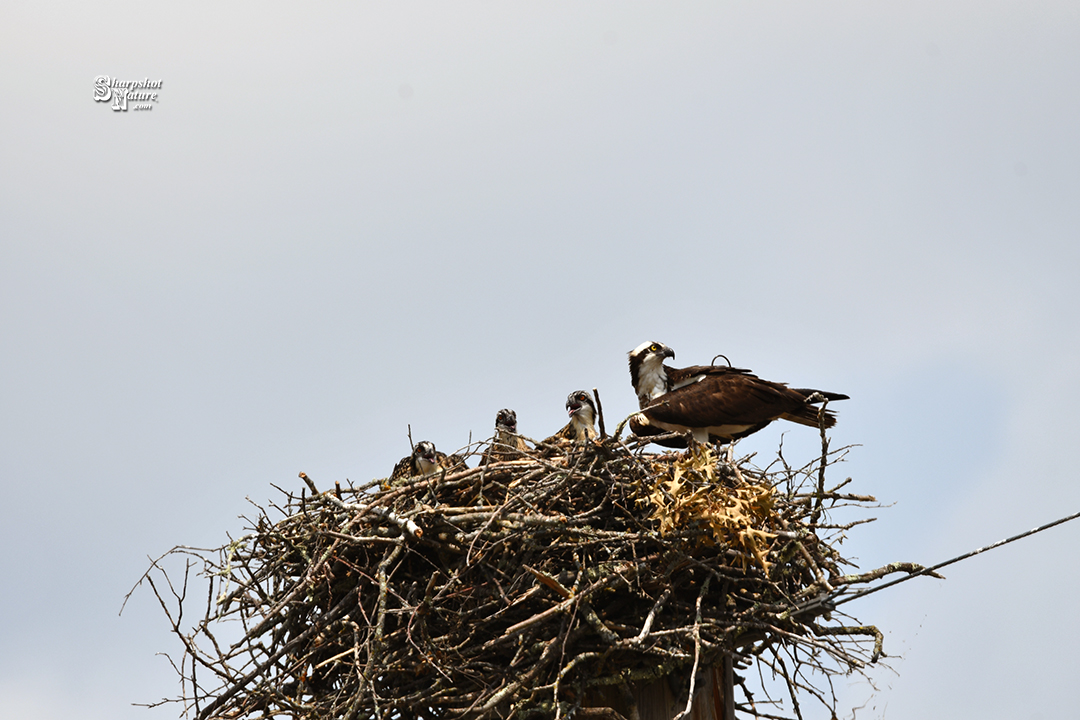 Osprey