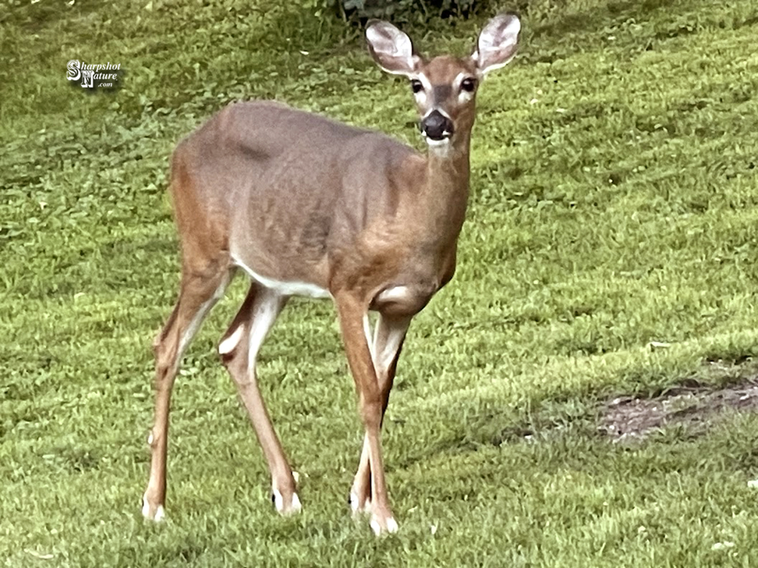 White-tailed Deer