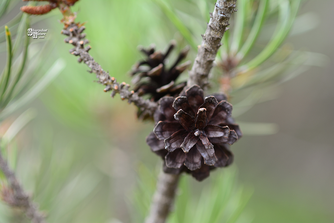 Pine Cone