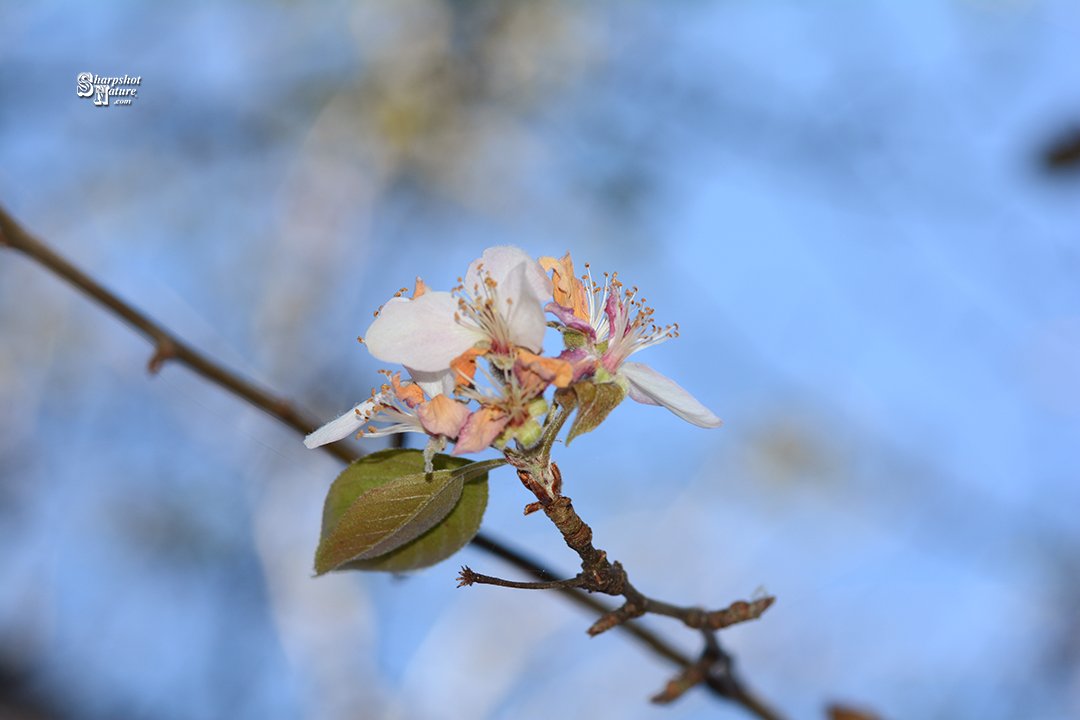 Fall Blossom