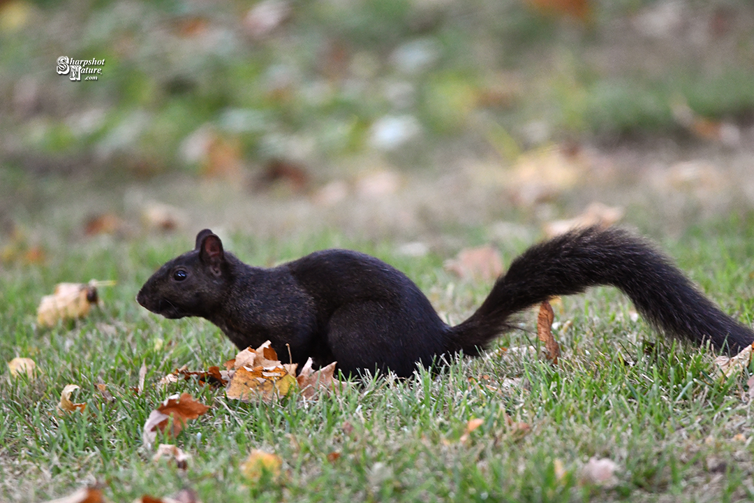 Black Squirrel