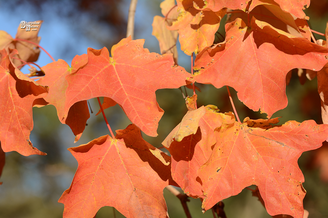 Fall Color