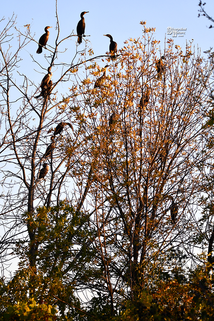 Double-crested Cormorant