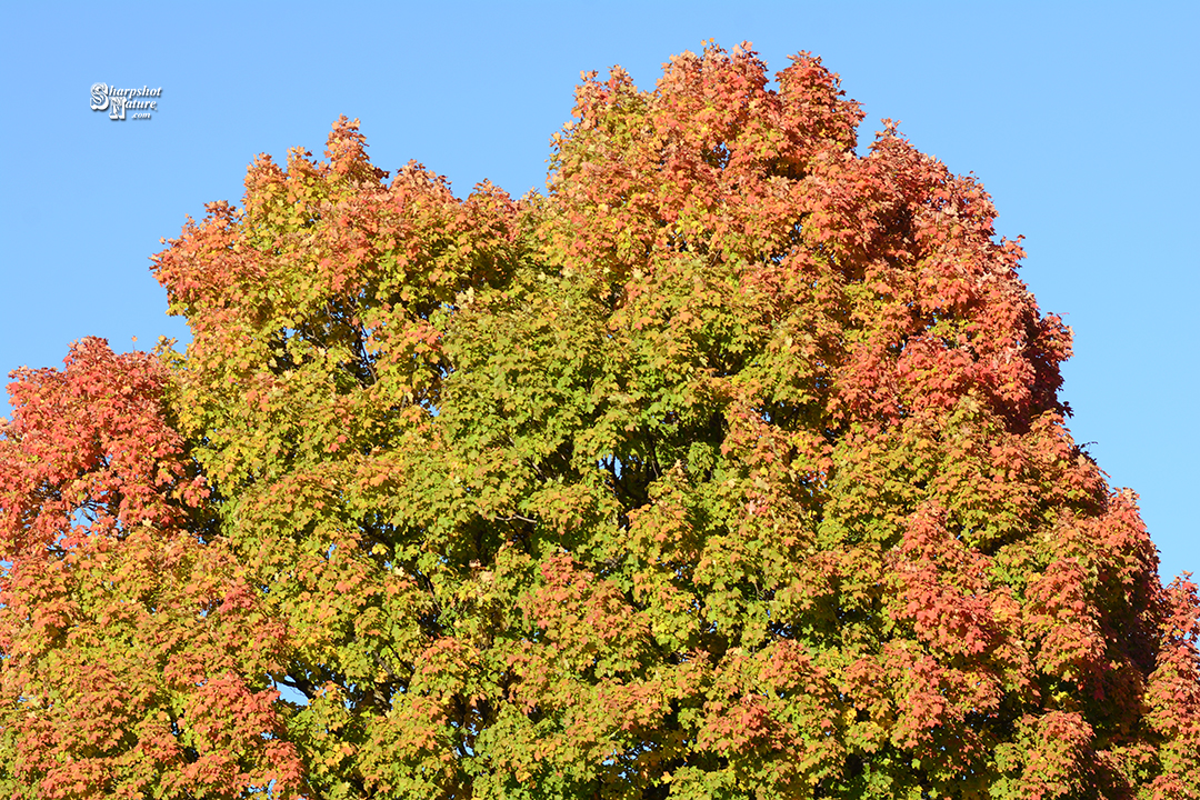 Fall Color