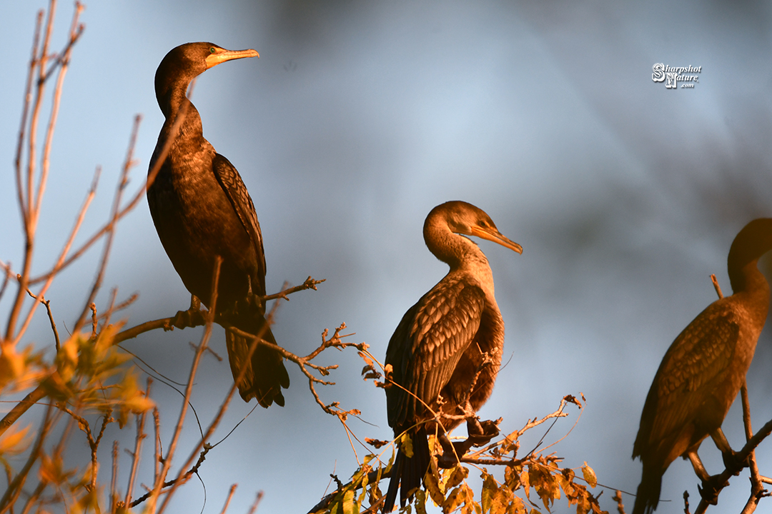 Double-crested Cormorant