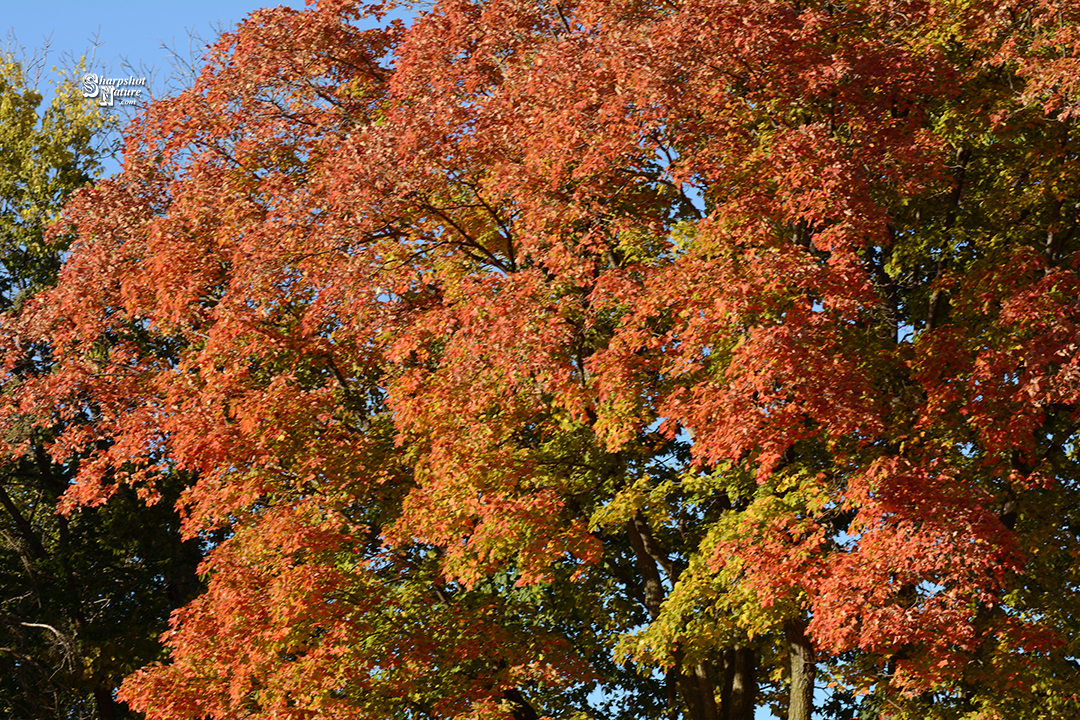 Fall Color