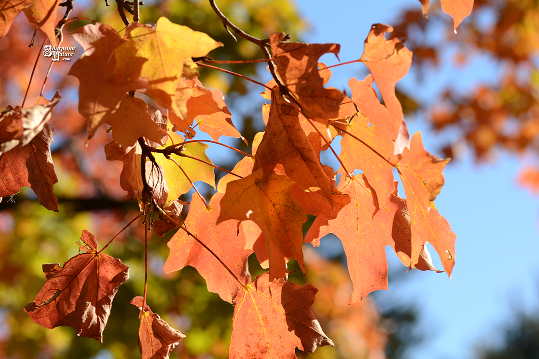 Fall Color