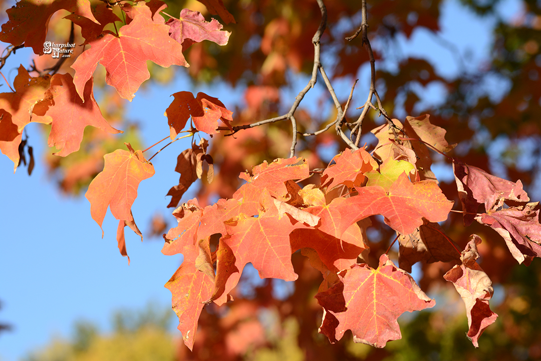 Fall Color