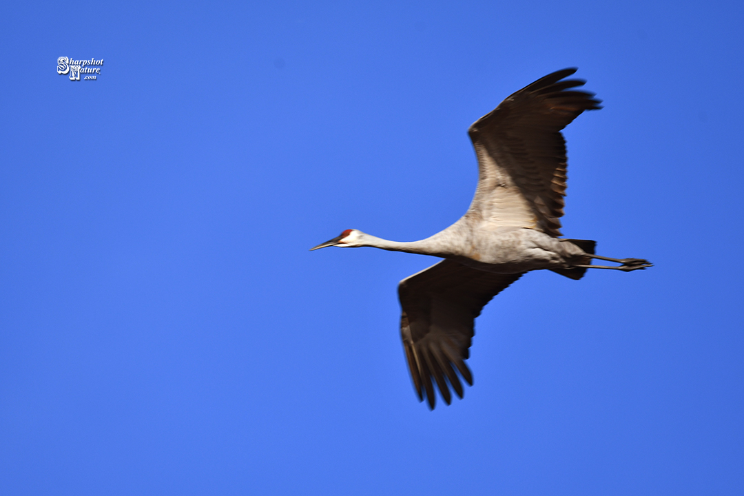 Sandhill Crane