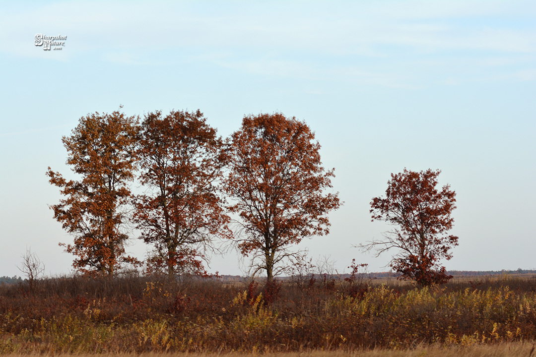 Oak Tree