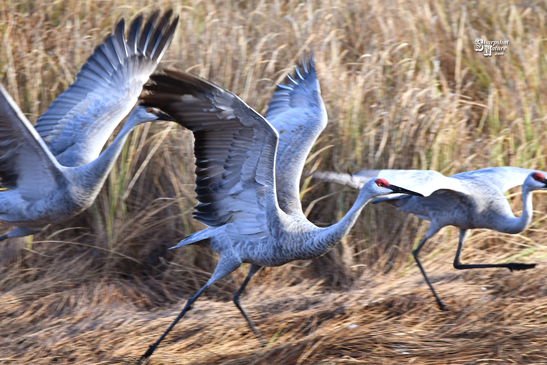 Sandhill Crane