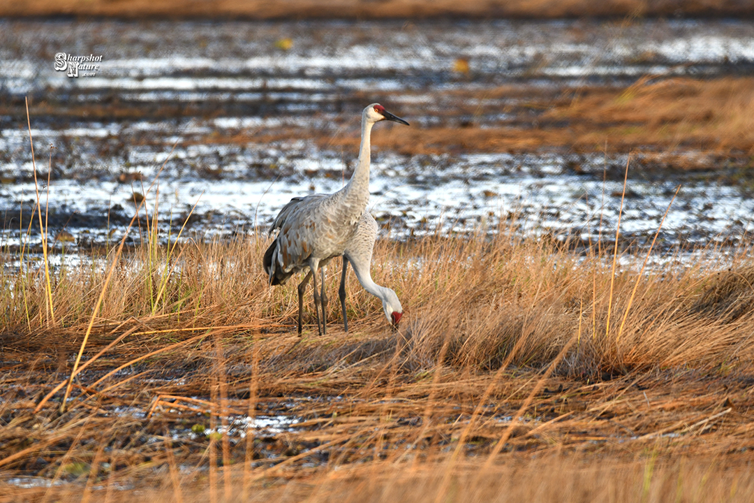 Sandhill Crane