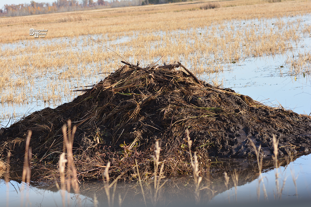 Beaver Hut