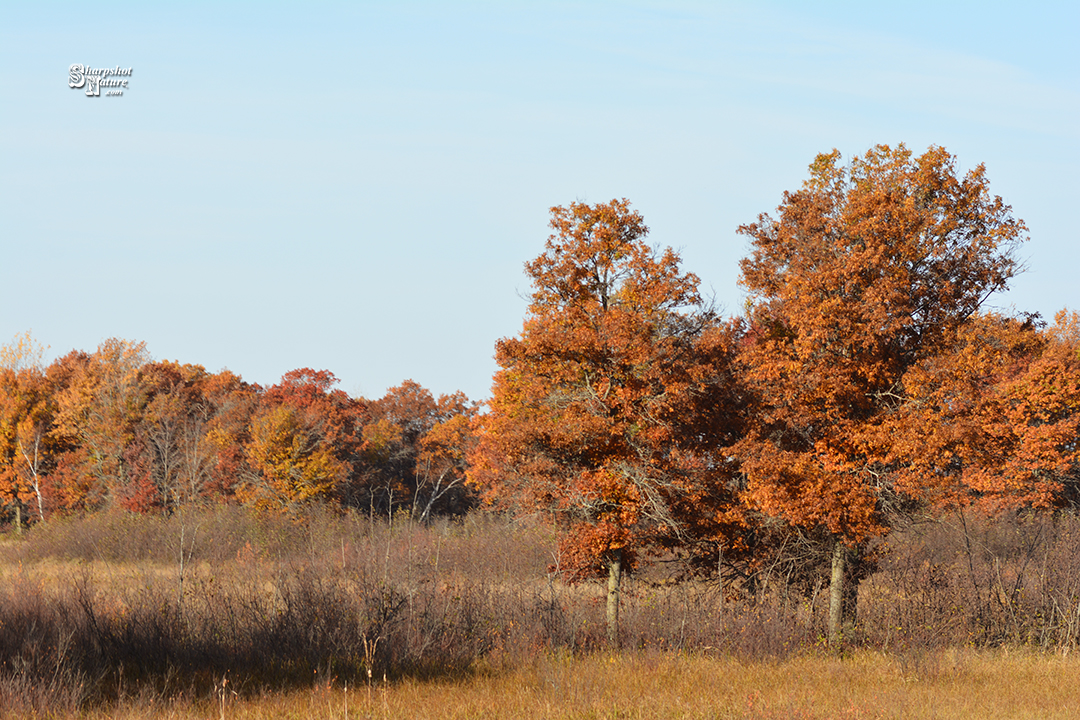 Oak Tree