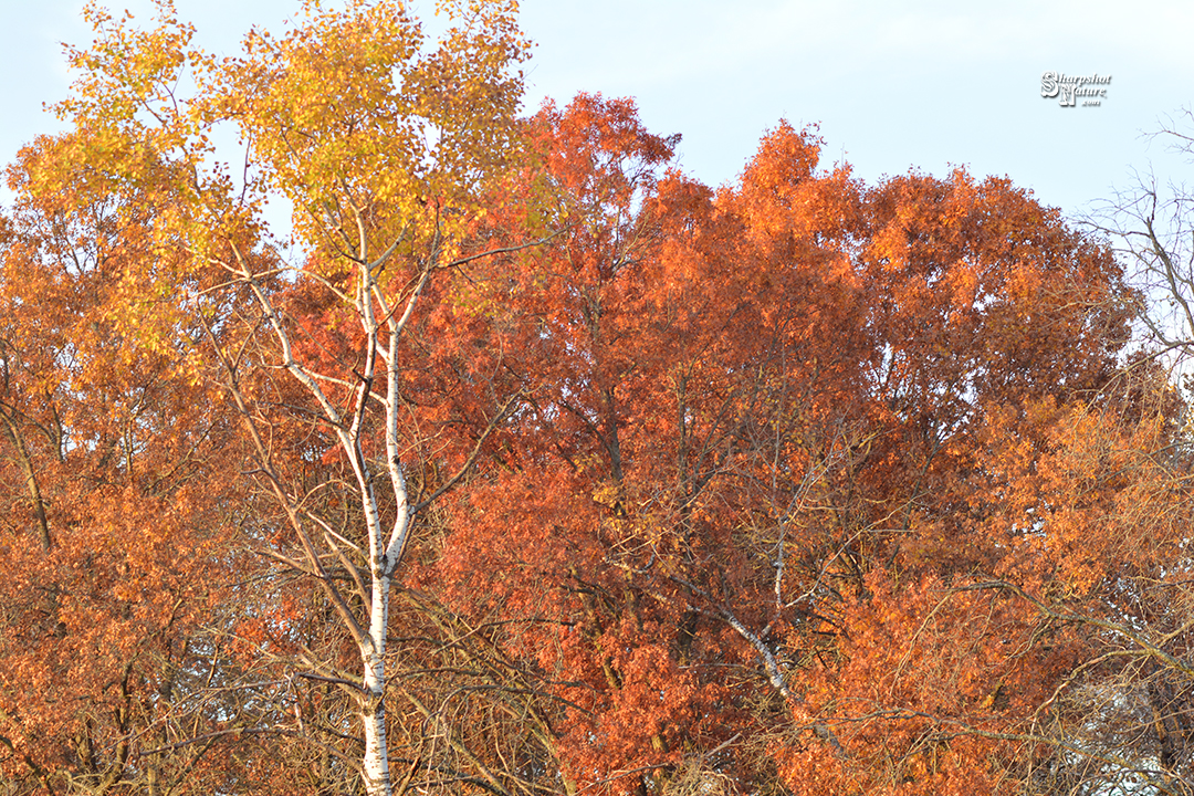 Fall Color