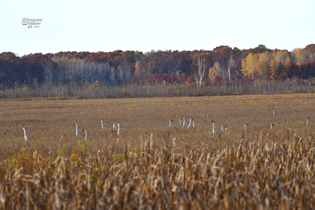 Sandhill Crane