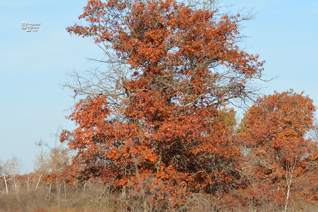 Fall Color