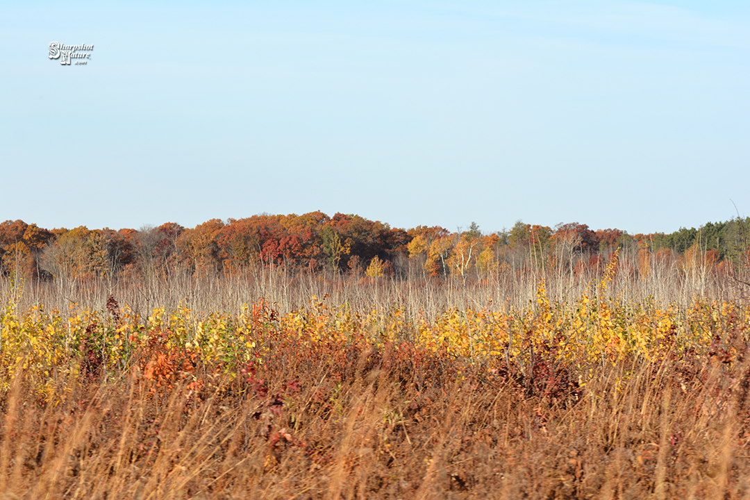 Fall Color