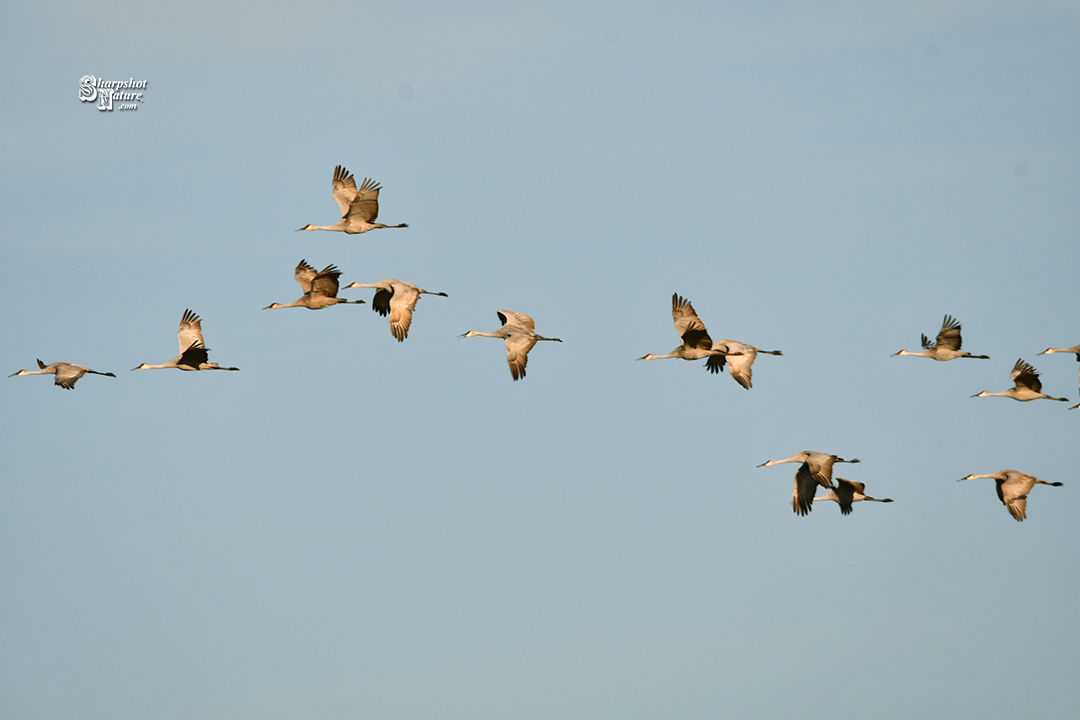 Sandhill Crane