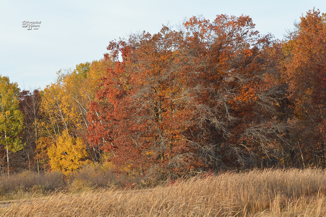 Fall Color