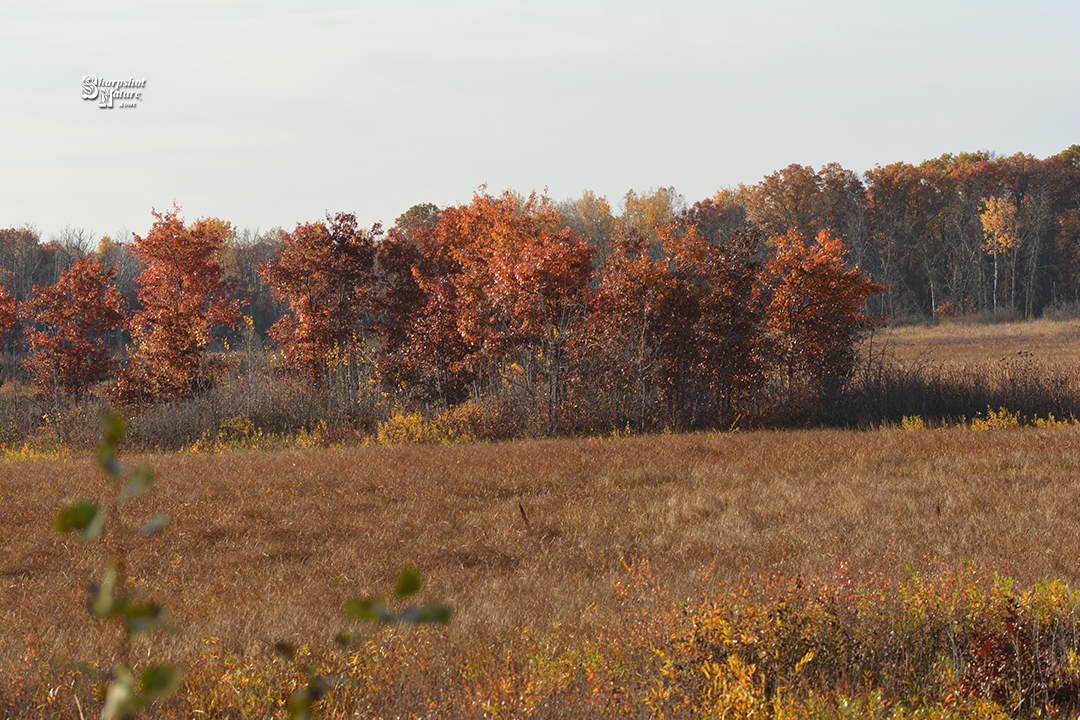 Fall Color