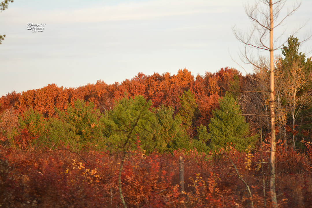 Fall Color