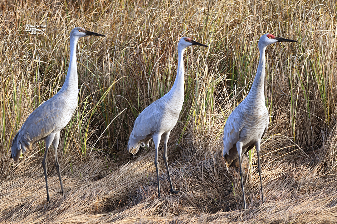 Sandhill Crane