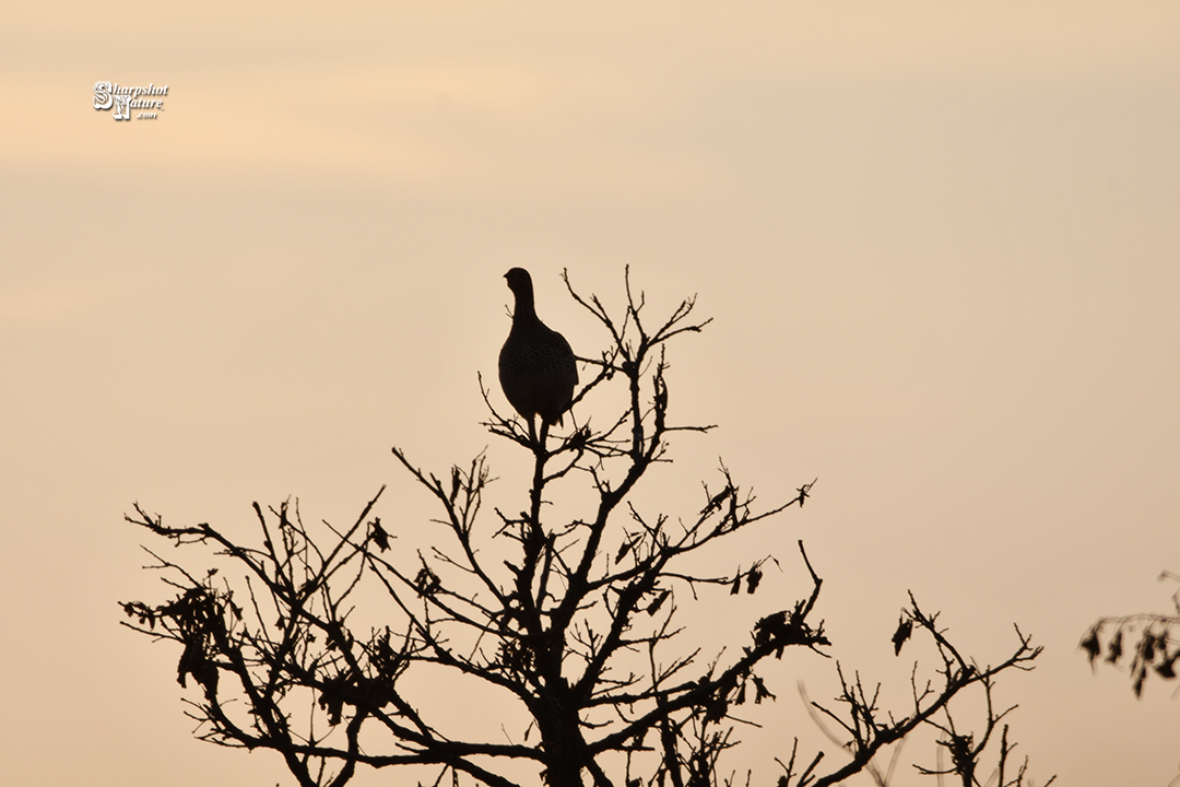 Grouse