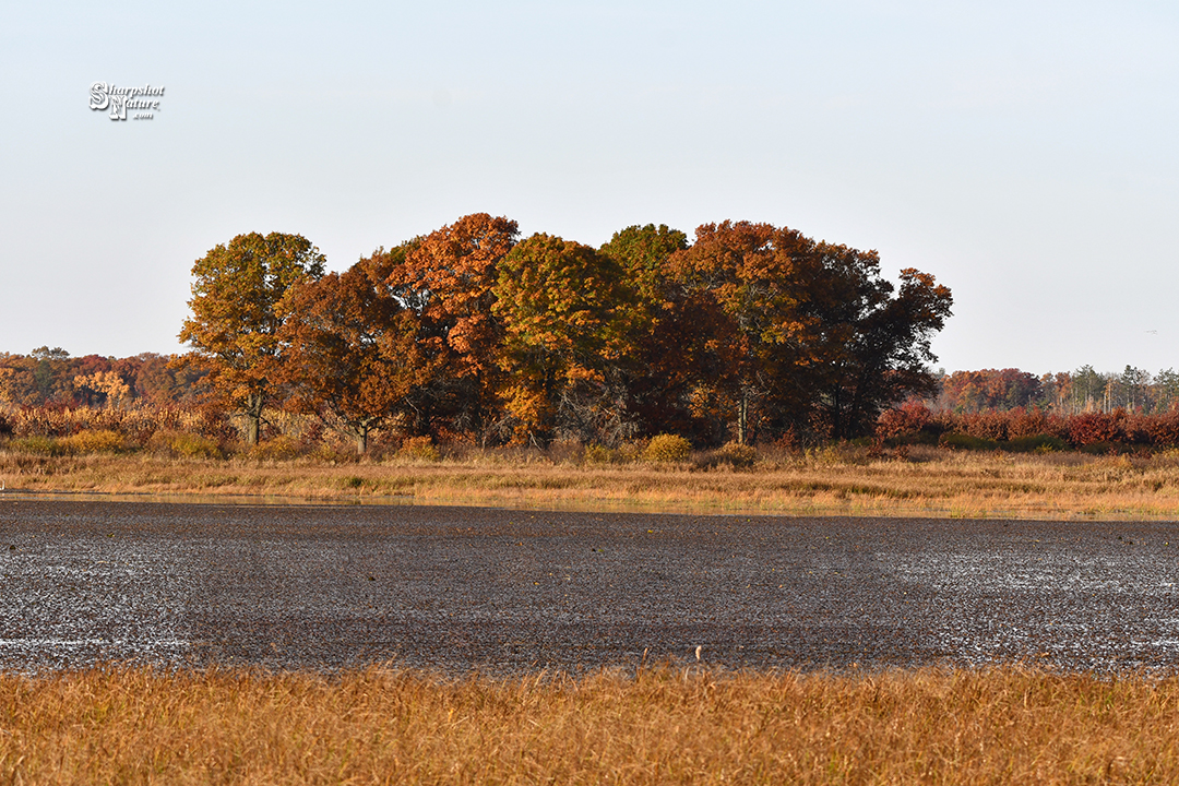 Fall Color