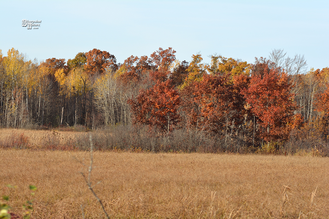 Fall Color