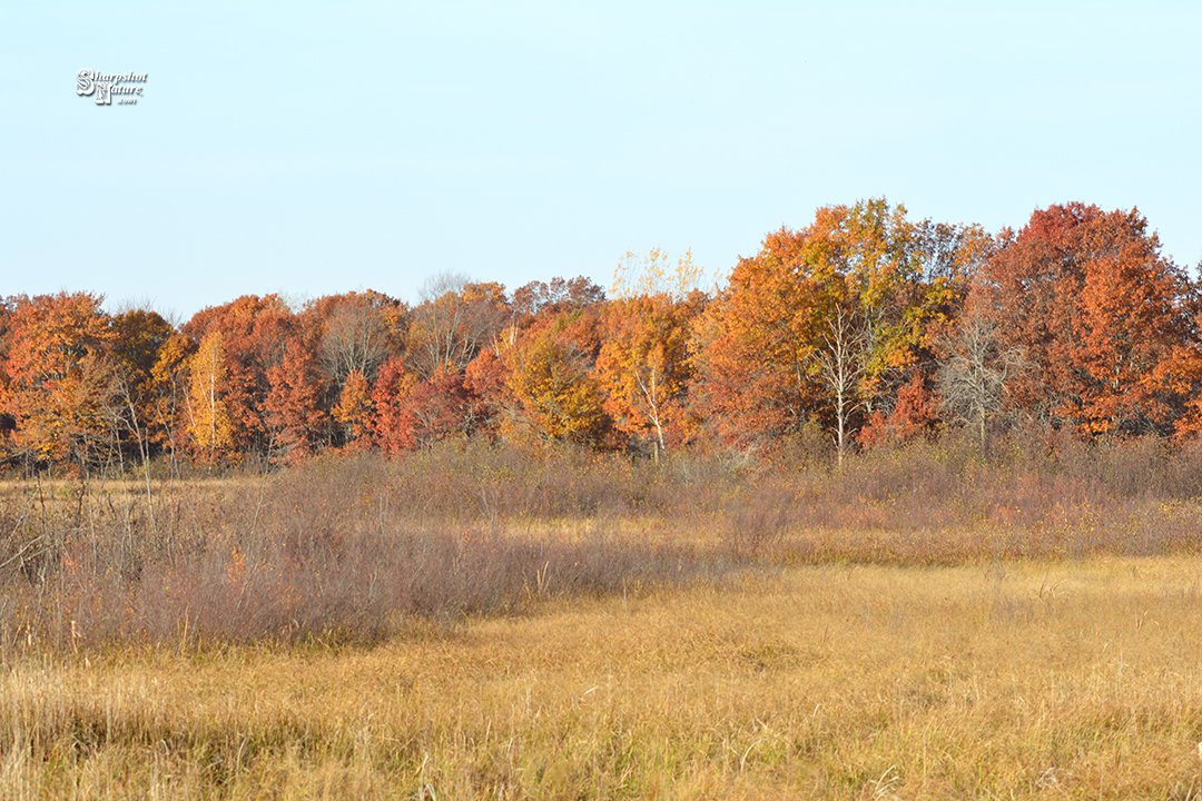 Fall Color