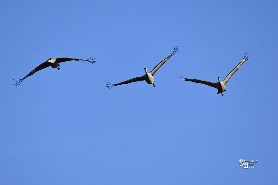 Sandhill Crane