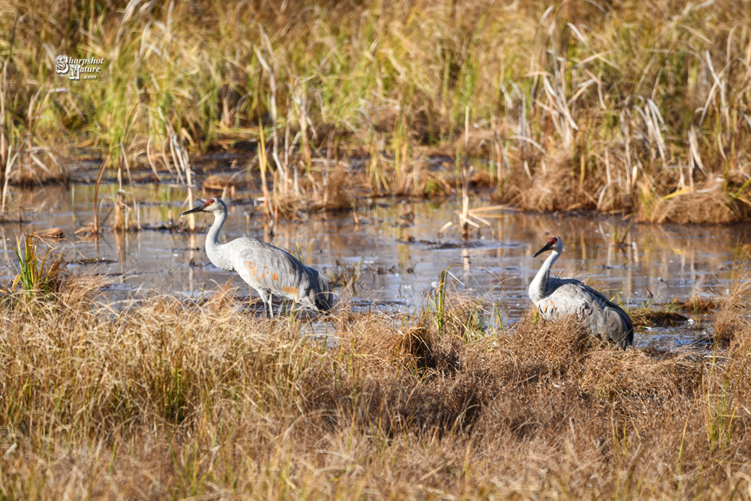 Sandhill Crane