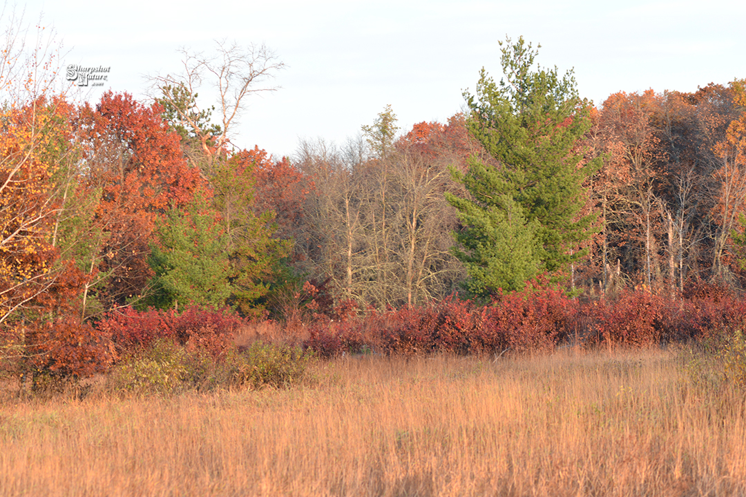 Fall Color