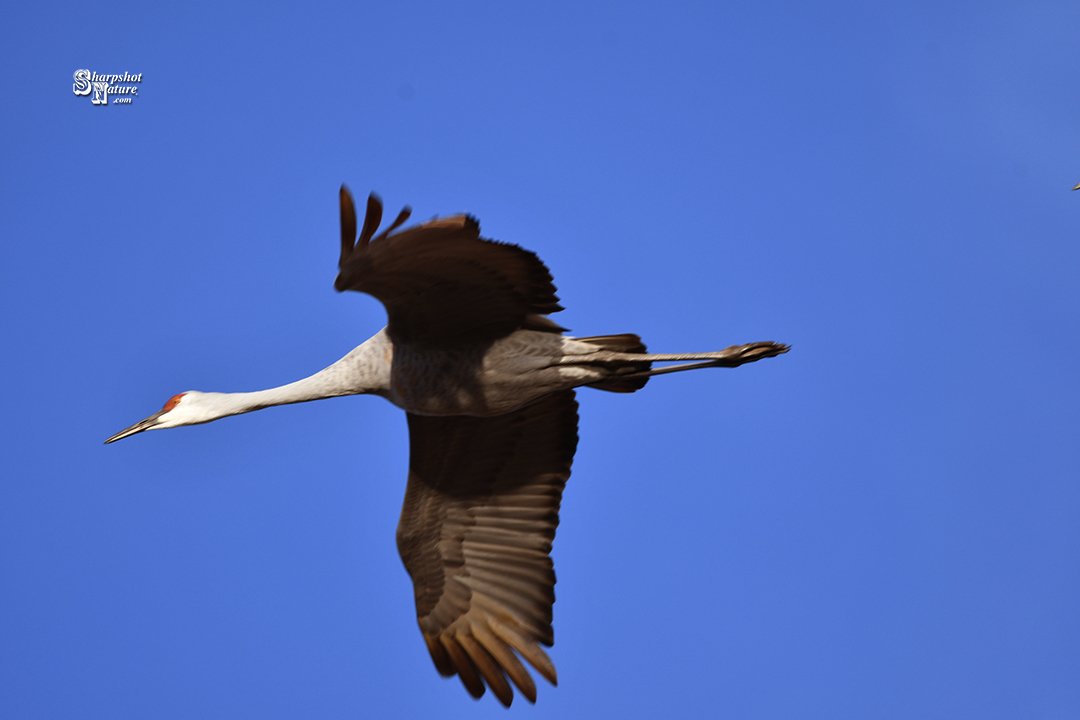 Sandhill Crane