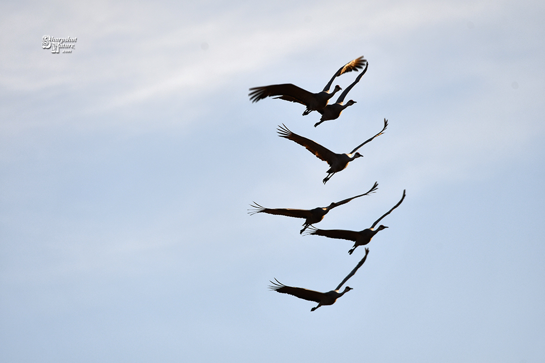 Sandhill Crane