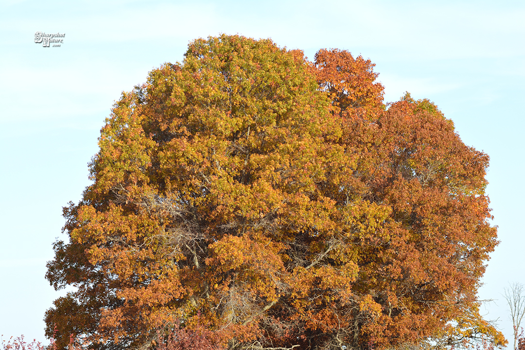 Fall Color