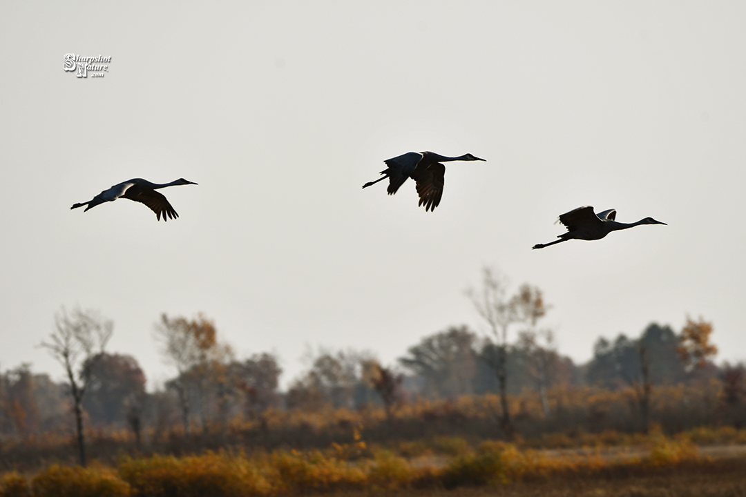 Sandhill Crane