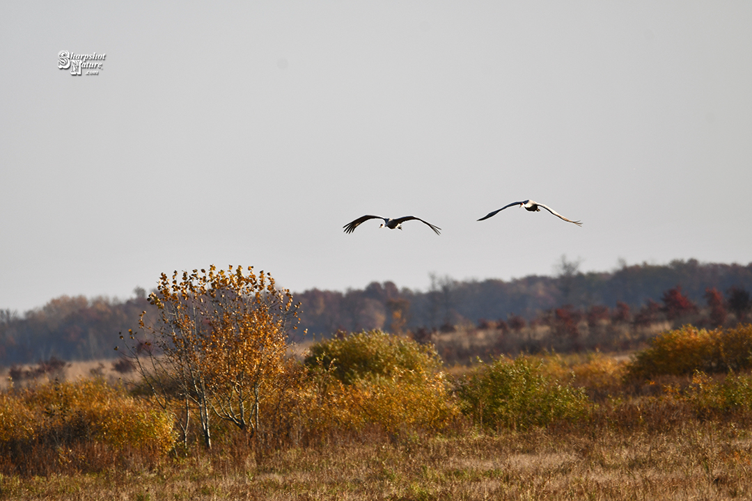 Sandhill Crane