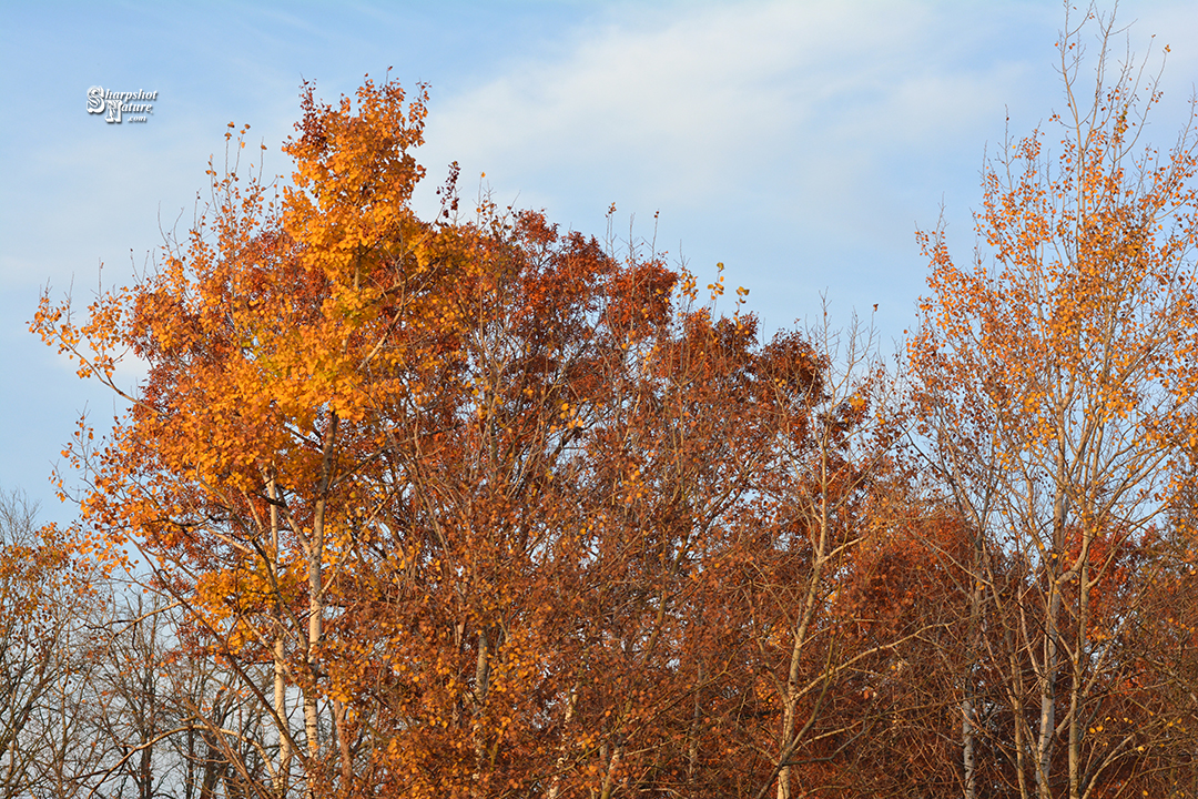 Fall Color