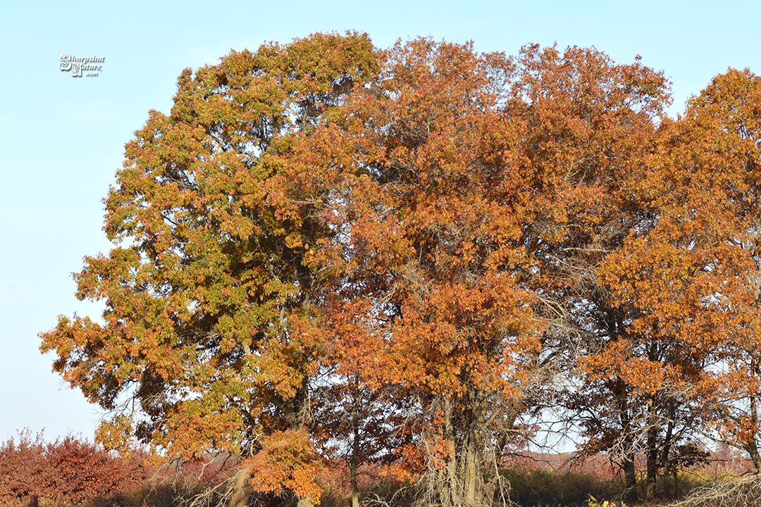 Fall Color