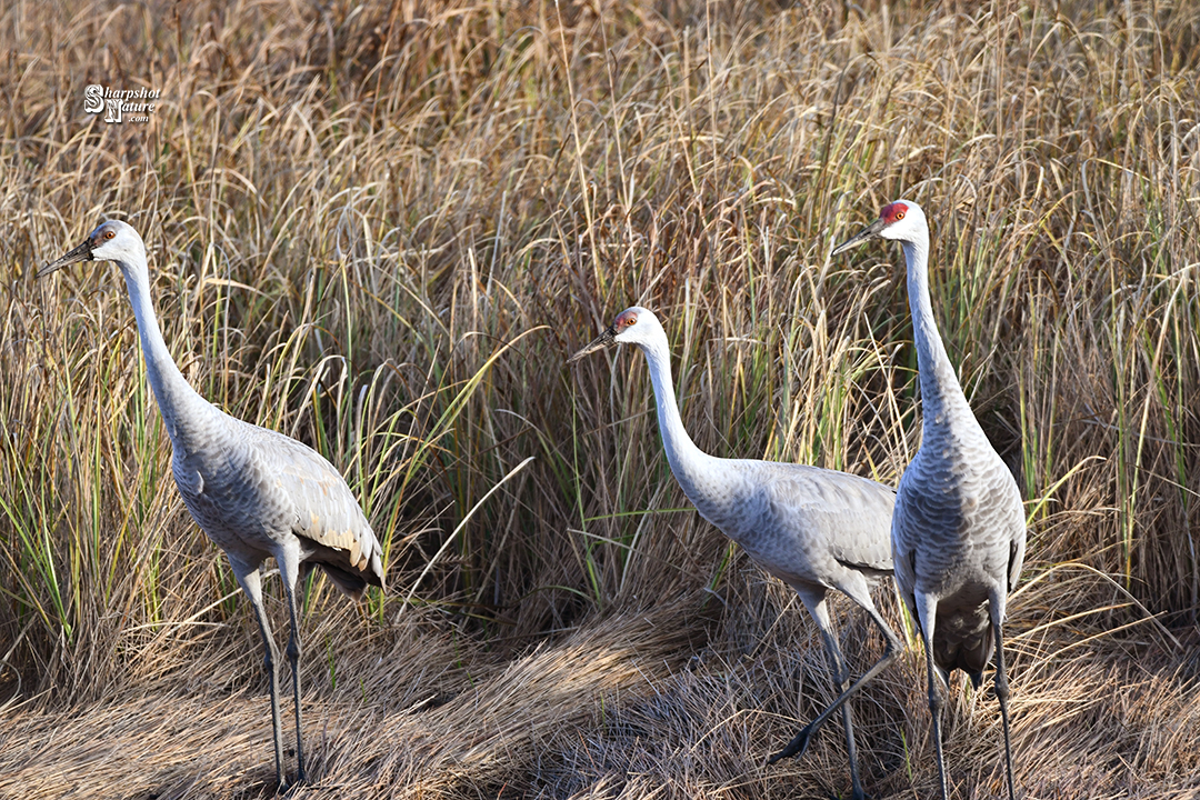 Sandhill Crane