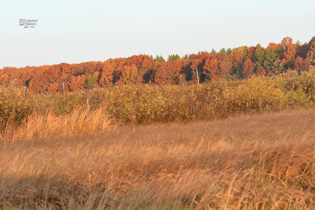 Fall Color