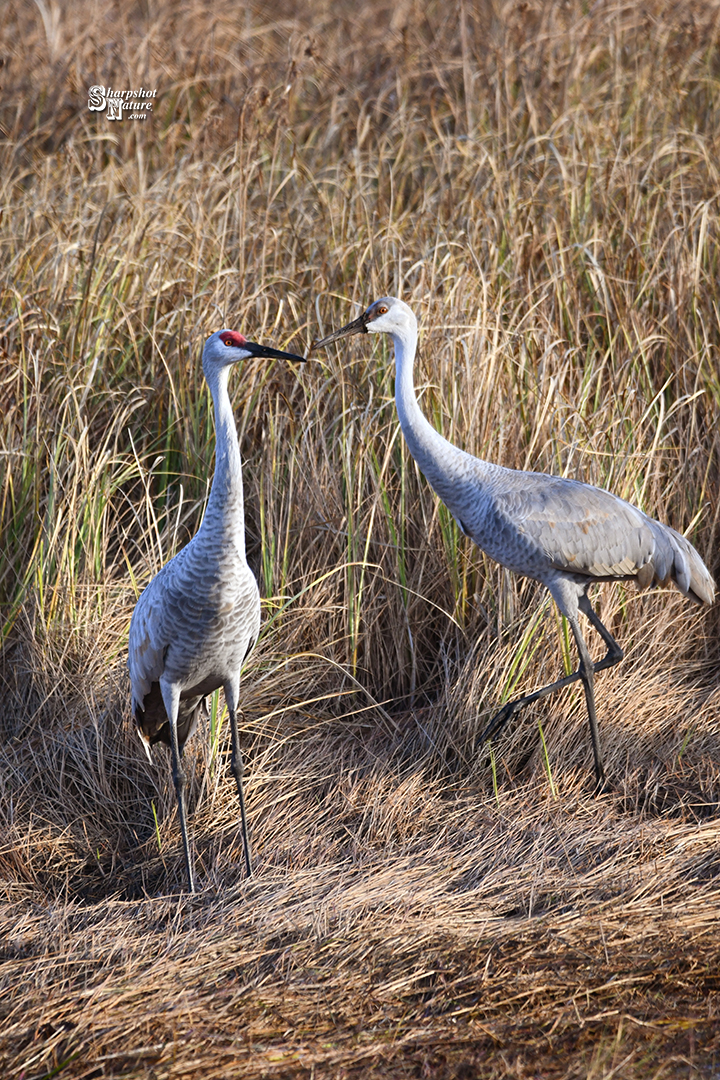 Sandhill Crane