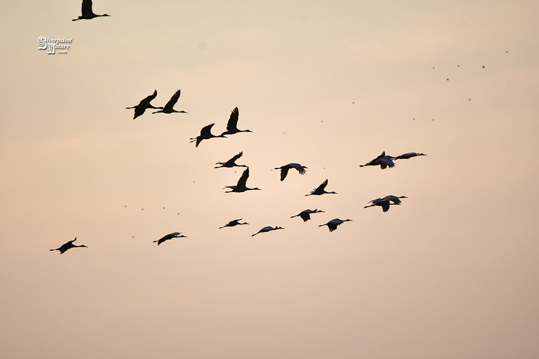 Sandhill Crane