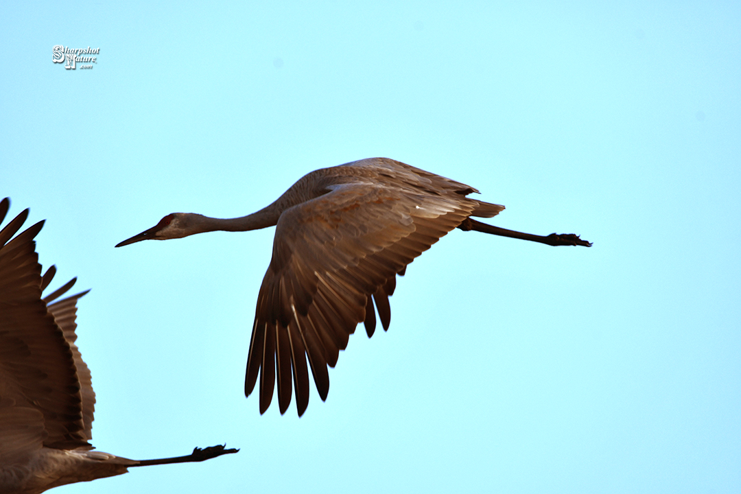 Sandhill Crane