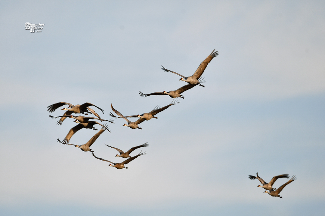 Sandhill Crane